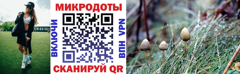 Псилоцибиновые грибы Psilocybine cubensis Карачев